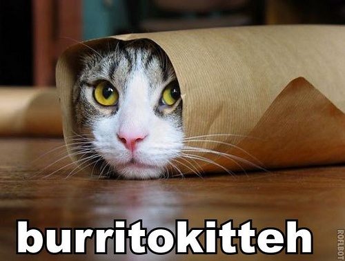 Burrito Cat !