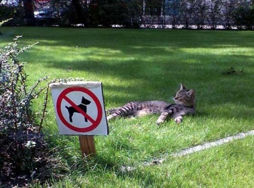 No Dogs Allowed Park Sign » Funny, Bizarre, Amazing Pictures & Videos