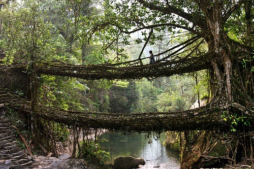 The living tree root bridges of Cherrapunji, Meghalaya, India - 2011 picture picture on VisualizeUs